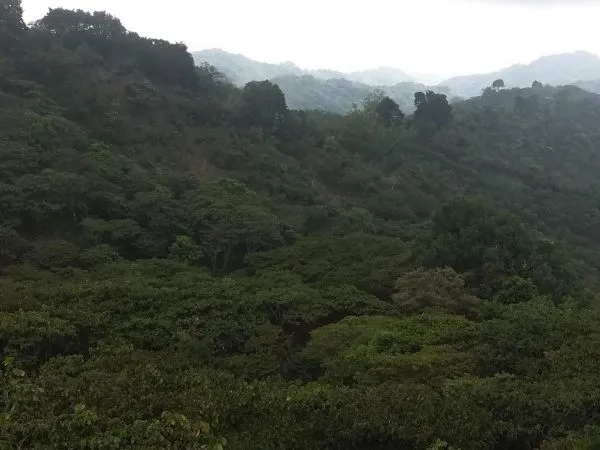 Se vende finca de café de altura 10 Mz en Ataco Ahuachapán